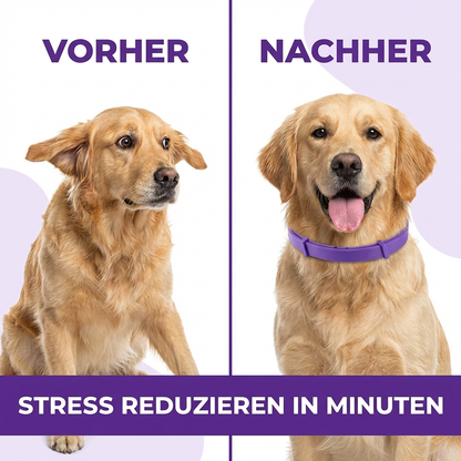 PfotenSanft - Anti-Stress & Regenerations-Halsband